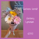 Kornút gerbera
